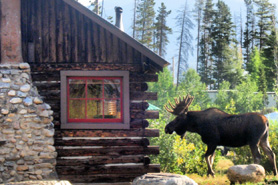 Moose near a cabin at Colorado Cabin Adventures near Grand Lake, Colorado